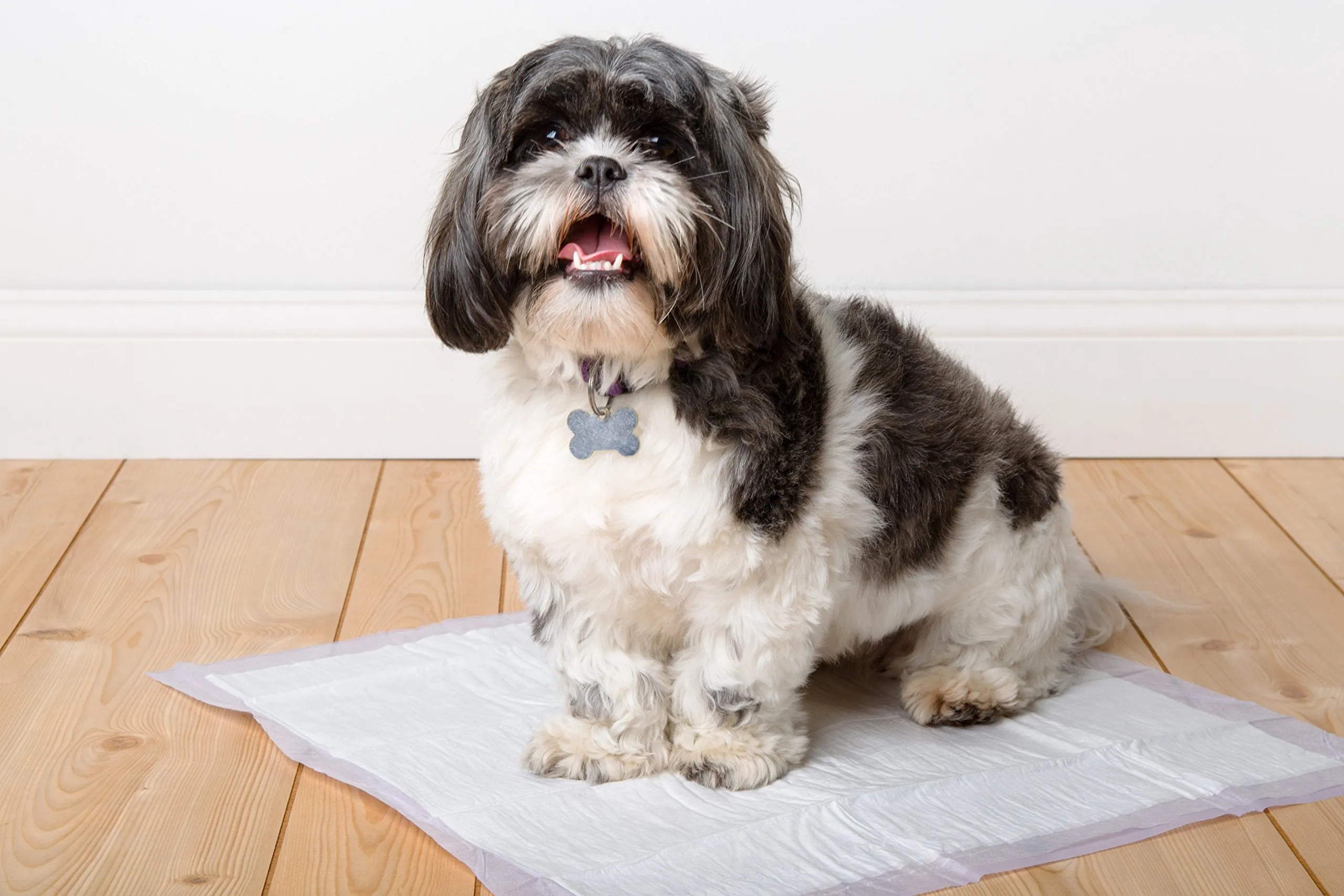 Odor Eliminating Gel Dog Pads - Lavender Scented - 21" x 21"  - 50 Count